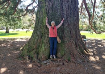 Un arbre immense
