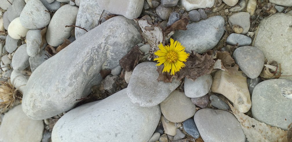 fleur de tussilage du jour !