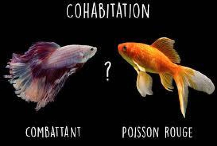 co habitation co habitation